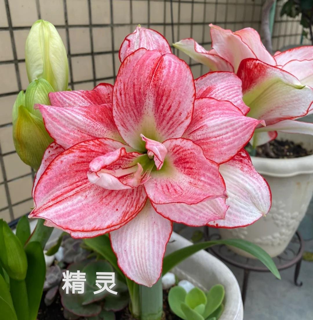 朱顶红哪个品种开花漂亮(最美朱顶红品种推荐)