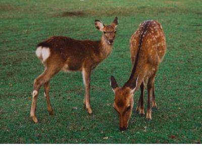 爱读书的优美句子