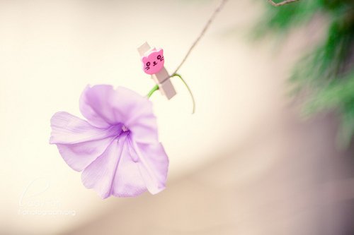描写校园美景的句子(15句)