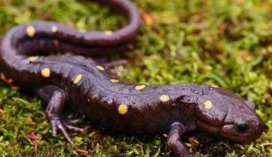 江西庐山惊现中国火龙 东方蝾螈为什么喊火龙