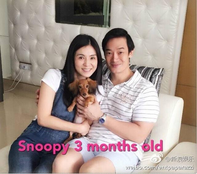 杨采妮怀孕5个月（杨采妮怀孕的照片）(2)