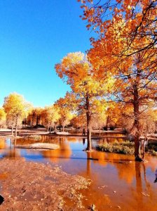 ​胡杨林主要在什么地方（胡杨介绍）