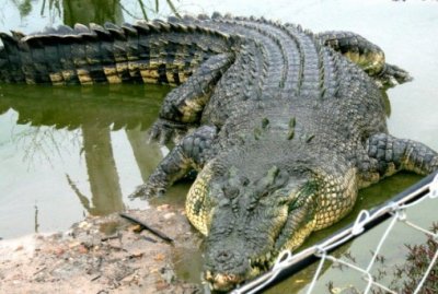 ​世界上十大鳄鱼排名最新：尼罗鳄/河口鳄等(最小的鳄鱼在中国)