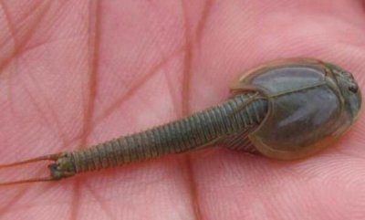 ​三眼恐龙虾能吃吗，不能吃/可当宠物养（生存了3亿年）