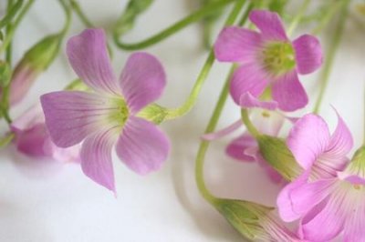 ​报之以琼瑶投我以木桃啥意思