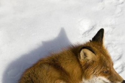 ​为什么说小华佗是双面狐