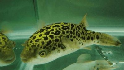 ​绿河豚有毒吗