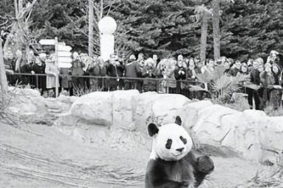 ​世上最可怕的熊猫