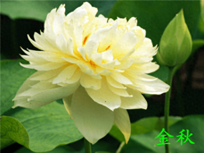 ​荷花几点钟开放(莲花一天什么时候开花)