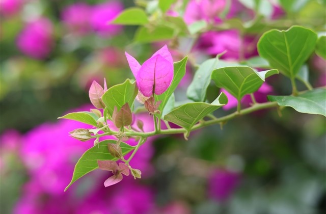 可爱一点的三字网名(1029个)