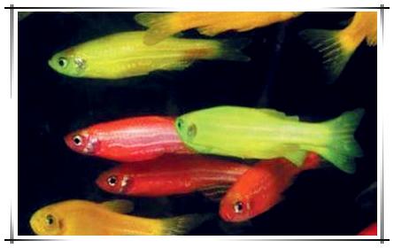 怎么喂养观赏小型斑马鱼（宠物热带鱼养好斑马鱼）(5)