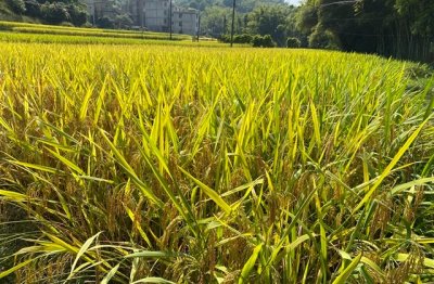 ​简单大方女生网名大全(优选89个)