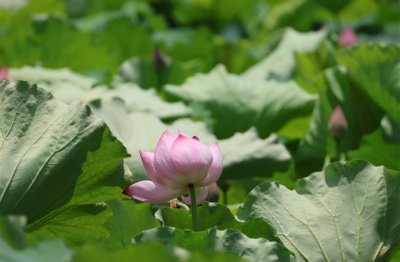 ​忧伤的女孩名字两个字(优选849个)