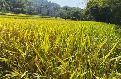 ​干净三字网名（精选473个）