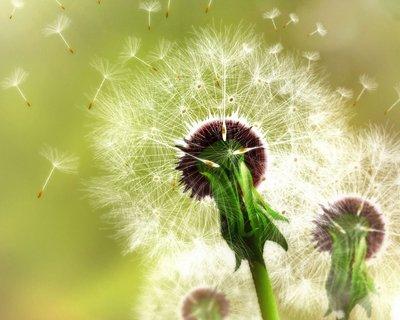 蒲公英几点开花(蒲公英什么时候开花)