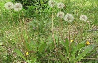 蒲公英几点开花(蒲公英什么时候开花)