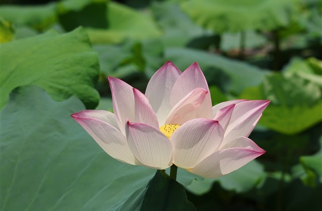 抖音单身必备的网名(215个)