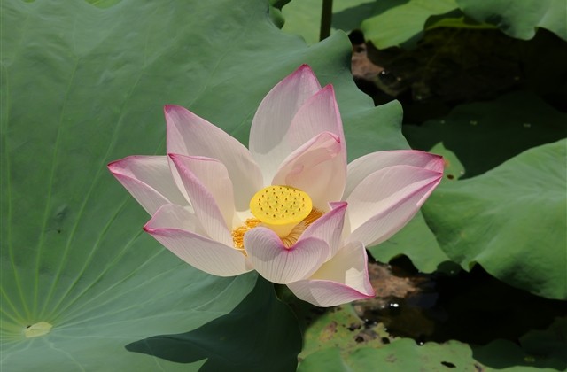 唯美幸福甜蜜网名大全(优选206个)