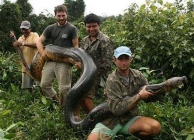 ​蟒与蚺有什么区别