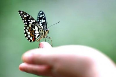​蝴蝶寿命多长时间(蝴蝶一生能活多少天)
