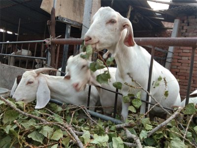 ​羊胎衣不下的处理办法(羊产后胎衣不下土方法)