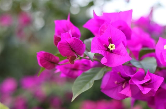 好听的动漫风格名字