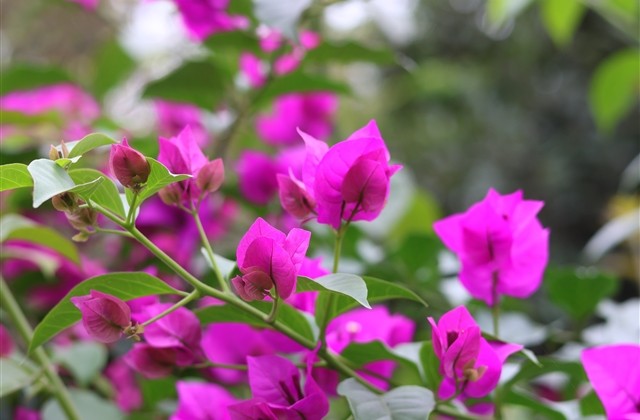 执着伤感的女生QQ网名设计(109个)