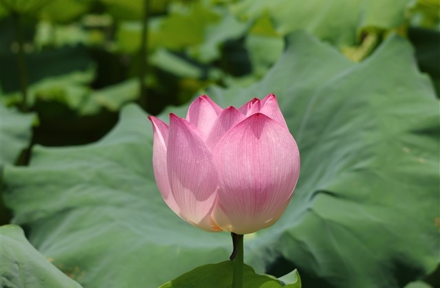 守望先锋有诗意名字(优选137个)