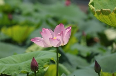 ​40岁大叔微信昵称(优选134个)