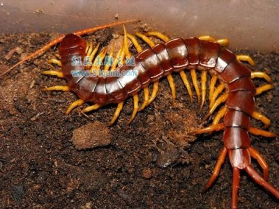 ​越南巨人蜈蚣怎么饲养 越南巨人蜈蚣毒性强吗？