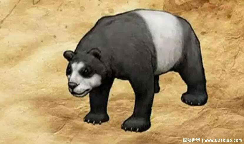 ​始熊猫是什么 大熊猫进化演变图