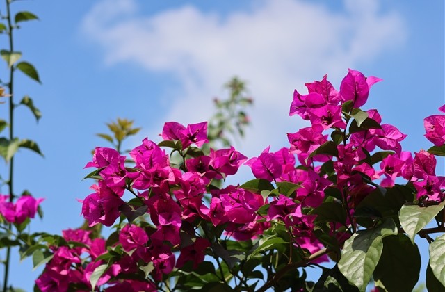 好听又幸运的网名(71个)