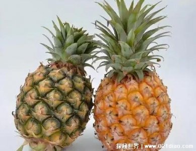 ​凤梨和菠萝有什么区别 辨别菠萝凤梨的几种方法小妙招