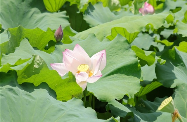 心属一人的网名(精选80个)