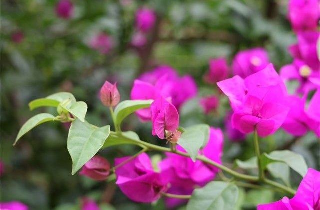 唯美小清新的网名(95个)