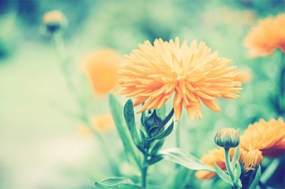 ​端午节祝福语范文72句