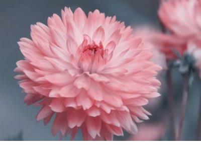 四十岁女人微信个性签名