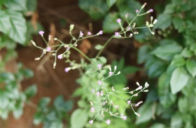 ​带来好运齐的网名