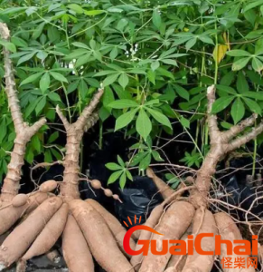 ​木薯是什么东西？木薯有什么功效与作用？