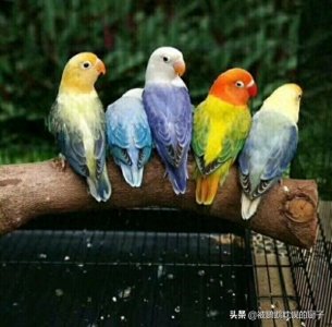 ​四种常见方法：帮你三秒分辨牡丹鹦鹉公母 原来这么简单值得收藏