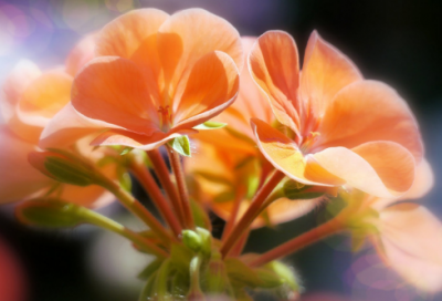 ​祝你情人节快乐的句子，情人节快乐祝福句子(100句)