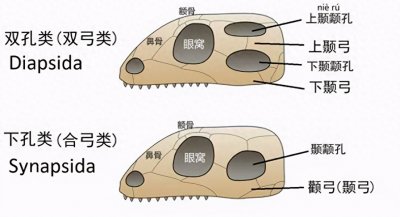 ​合弓纲与蜥形纲的竞争史（上篇）