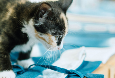 ​对爸爸妈妈祝福语 祝爸爸妈妈祝福语(精选80句)