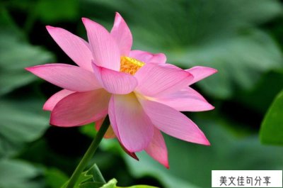 ​关于恒心的励志句子（恒心的名言警句搭配）