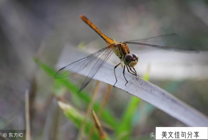 ​和诚实有关的名言名句（关于真诚的经典语录）