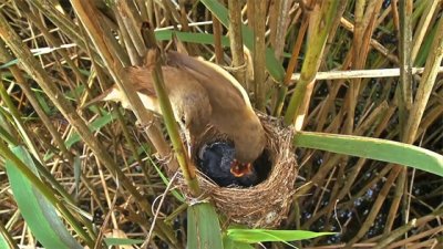 ​鸠占鹊巢的“鸠”是什么鸟？天性邪恶狠毒，却被世人称颂两千年