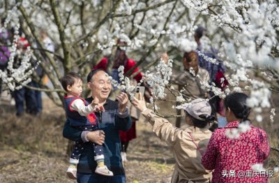 ​图片新闻｜漫山李花醉游人 渝北统景印盒李花进入观赏季
