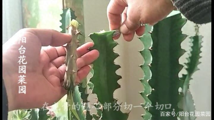 ​龙骨嫁接蟹爪兰？别逗了，不要误导人