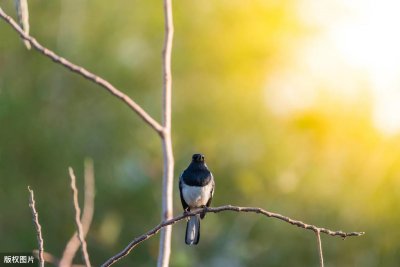 ​“鸠占鹊巢”的禅意