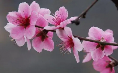 ​桃花是什么生肖？桃花表示什么生肖？